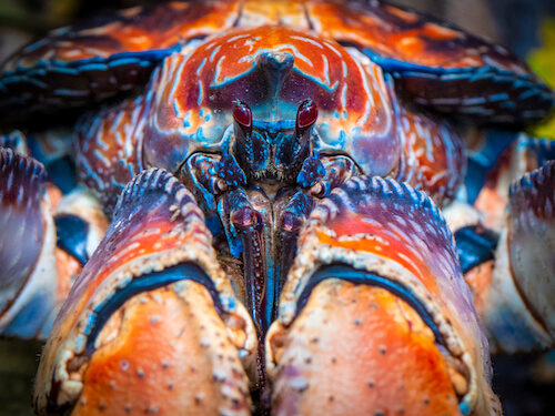 christmas island swell lodge photo tour example 15